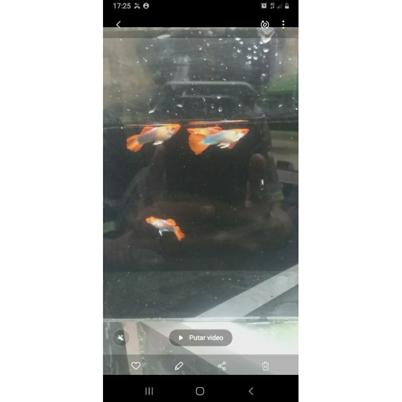 Guppy Tuxeko Koi per 10pasang