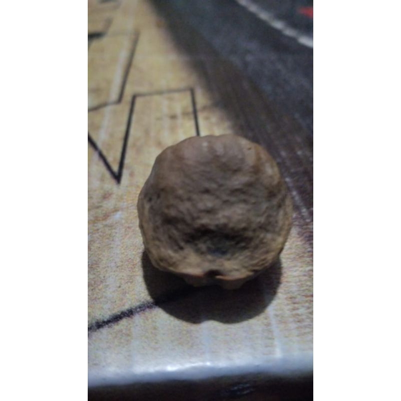 muncang adu jenis si ragud siap adu kojo