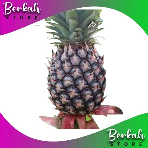 

Buah Nanas Muda Segar Per Butir toko berksh store