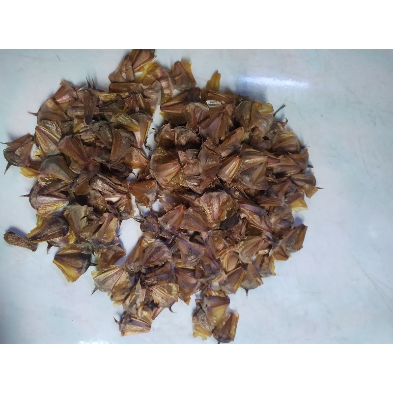 

BIJI CEMARA DURI/DAMAR LAKI