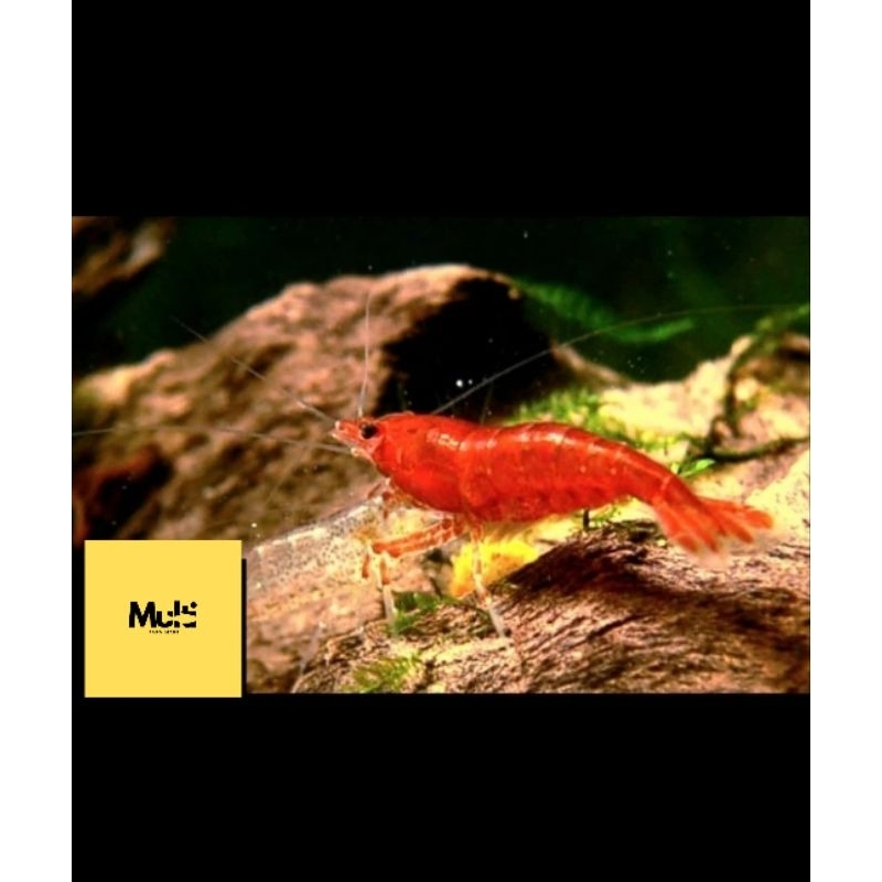 HANYA INSTAN / udang hias red cherry / udang aquascape