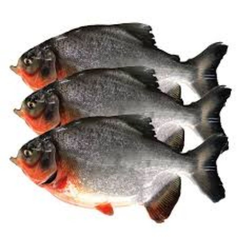 

ikan bawal merah