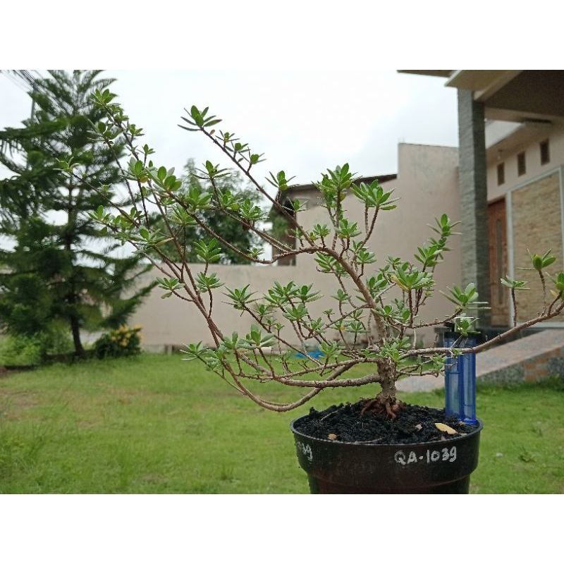 QA-1039, BAHAN BONSAI SANTIGI MAWAR SEMAI BIJI