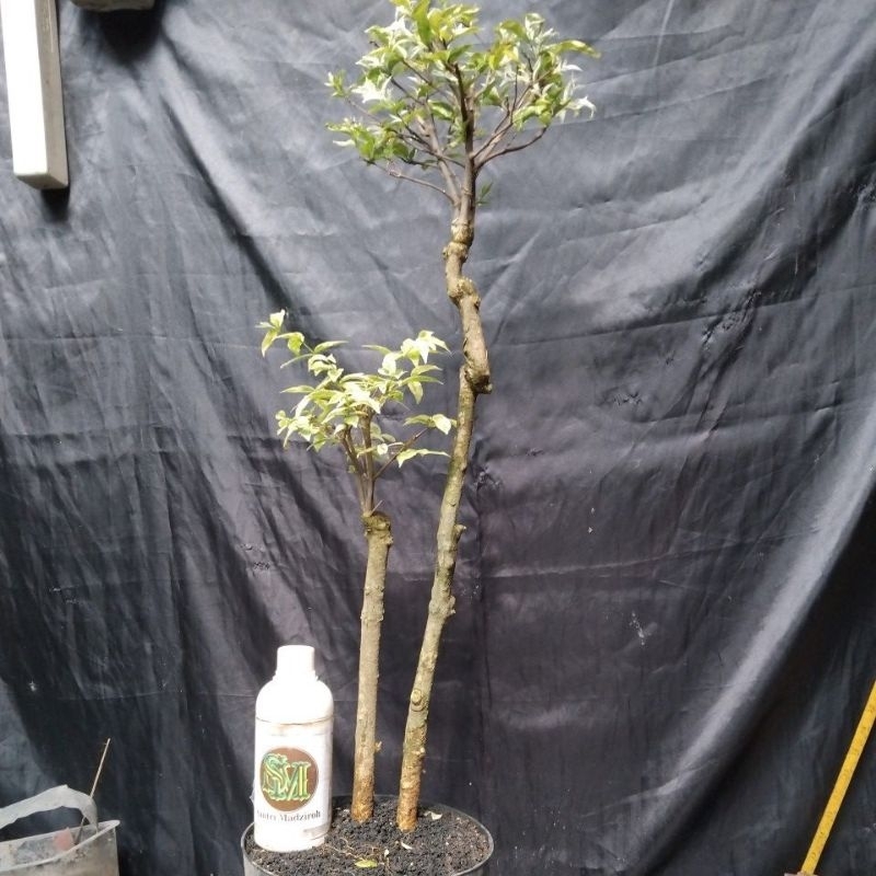 Bahan Bonsai Taman Mentaos Okulasi Anting Putri, formal Size Real Pick