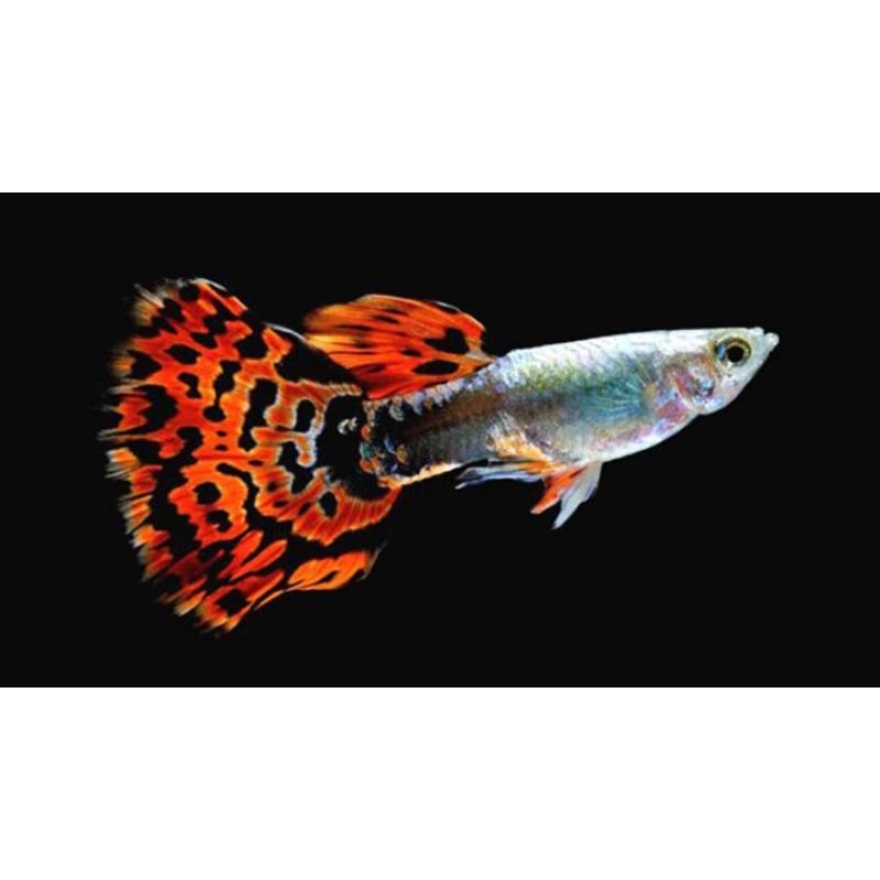 guppy cendol cobra bergaransi dan free pakan