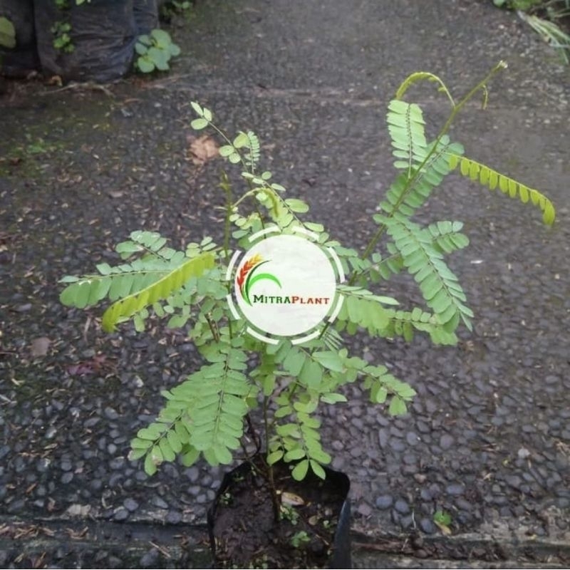 Bibit Pohon Saga - Tanaman Daun Saga Rambat - Tanaman Obat Herbal