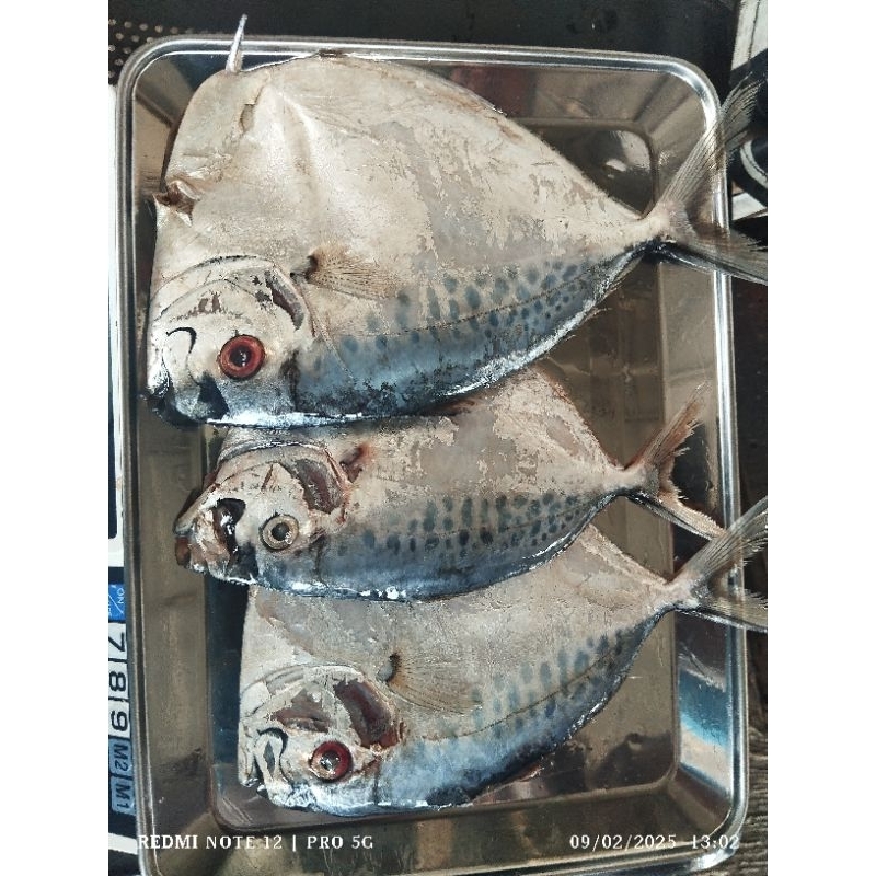 Ikan etem semar segar ukuran sedang fresh frozen