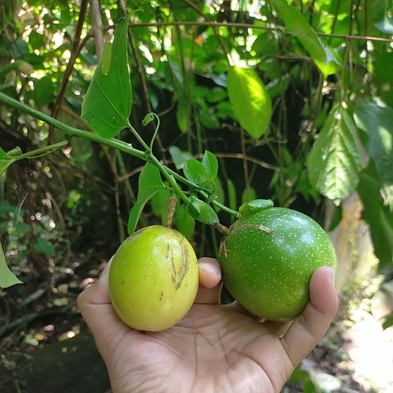 

Buah Markisa_Langsung dari Pohonnya 1kg