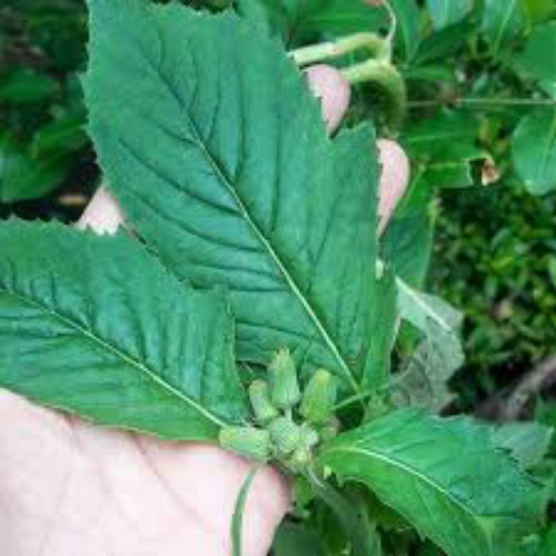 

daun sintrong segar 500grm