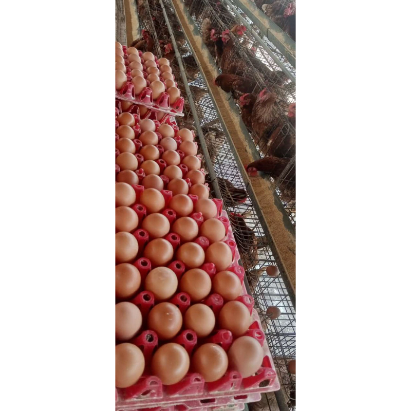 

Telur Ayam Omega 3 1kg isi 15/16butir termurah