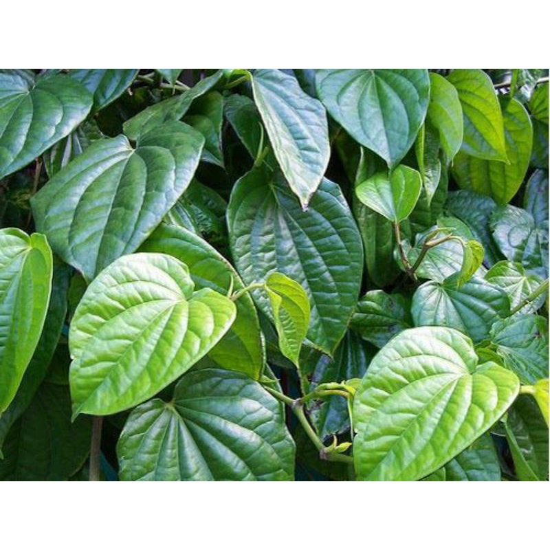 

DAUN SIRIH PER LEMBAR