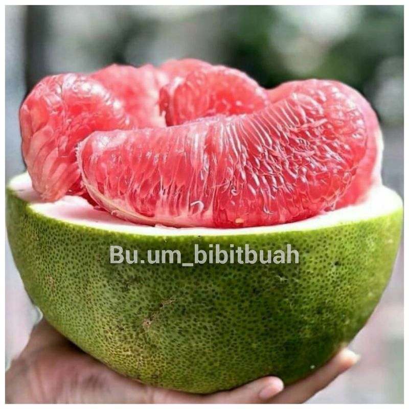 bibit tanaman jeruk pamelo/bali madu