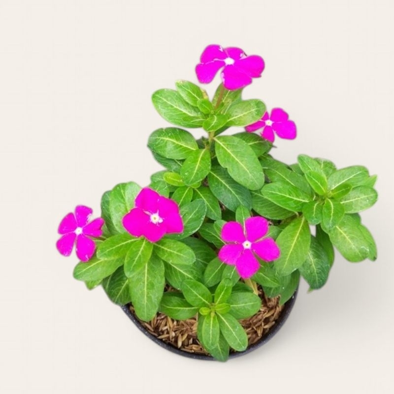 tanaman hias bunga tapak dara - bibit tanaman bunga