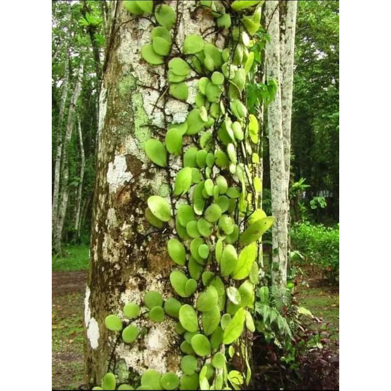 

250 gram sisik naga /daun picisan