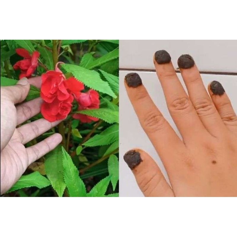 

daun pacar air segar murah 250 gram