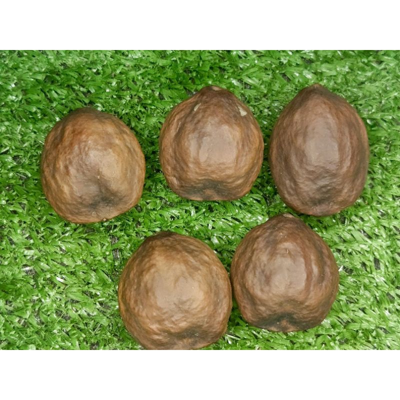 MUNCANG ADU JENIS JALIM SI BARONG