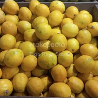 

Jeruk Lemon Impor Fresh