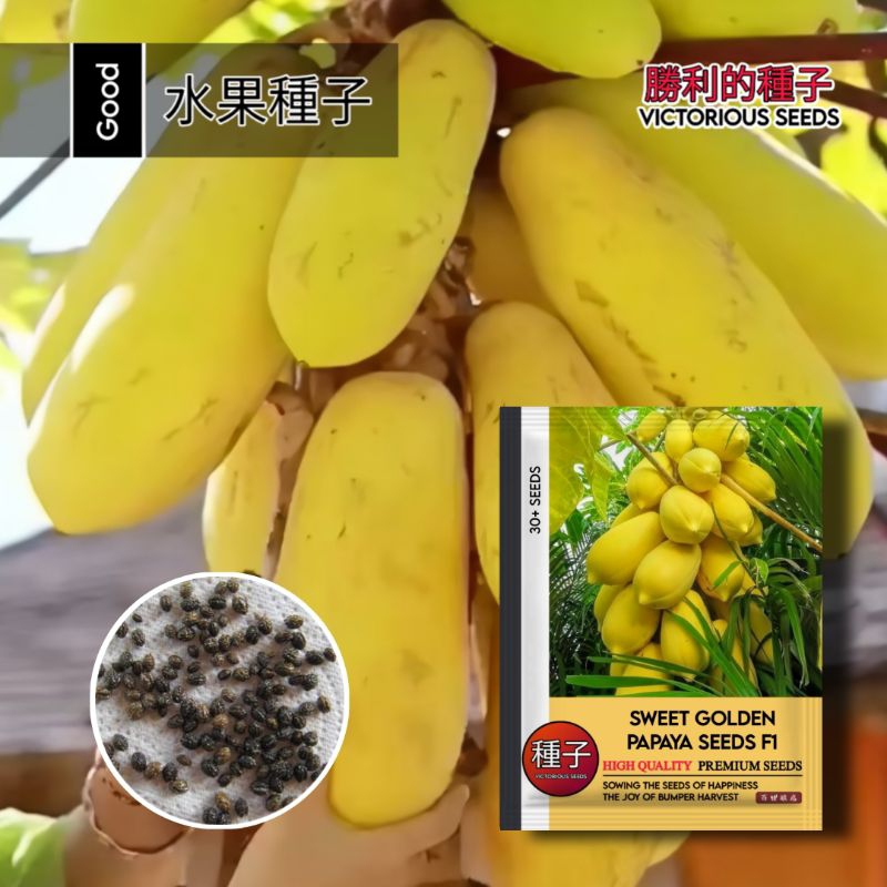 1 Pack (30 Butir) Benih Pepaya Golden Sweet Original 100% Kemasan Pabrik / Benih pepaya golden