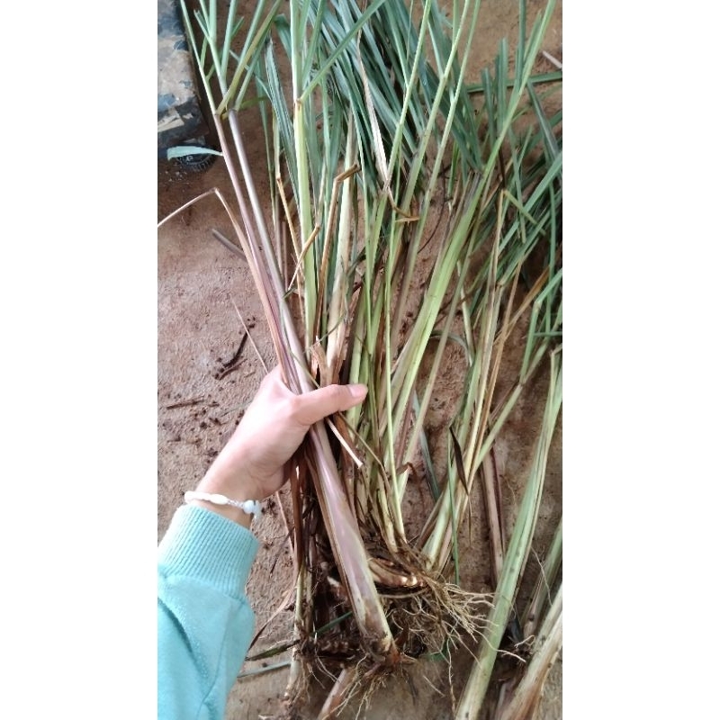 

Terbaik Tanaman herbal Sereh wangi/sereh merah 1kg