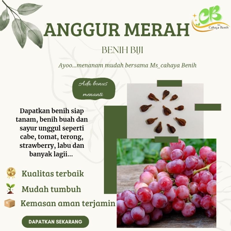 Benih biji buah anggur isi (10 biji), bibit anggur