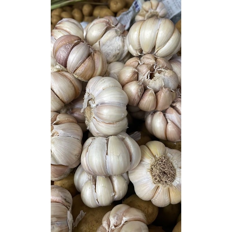 

Bawang Putih Fresh Asli Lokal