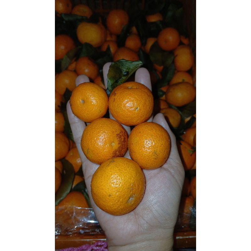 

Shantang Daun / Jeruk Shantang / Jeruk Mandarin 1kg