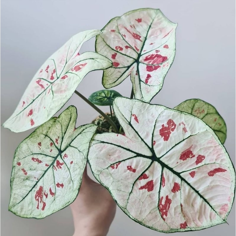 Tanaman Hias Caladium Strawberry Star - keladi hidup strawberry star cantik murah
