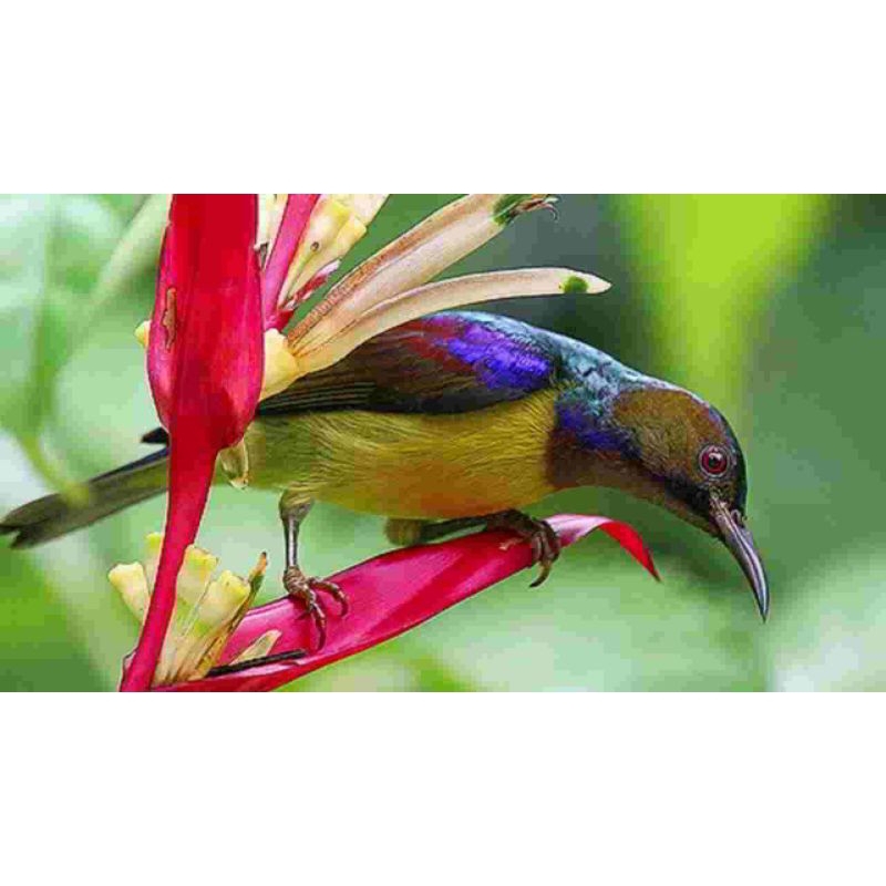 korlap/kolibri kelapa