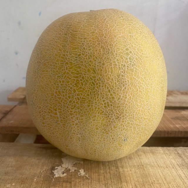 

Melon Madu Manis 1 Buah