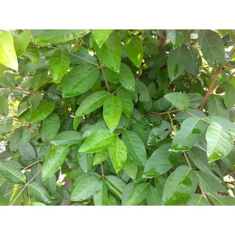 

Daun salam yang di petik secara langsung pasti masih segar 50 lembara murah