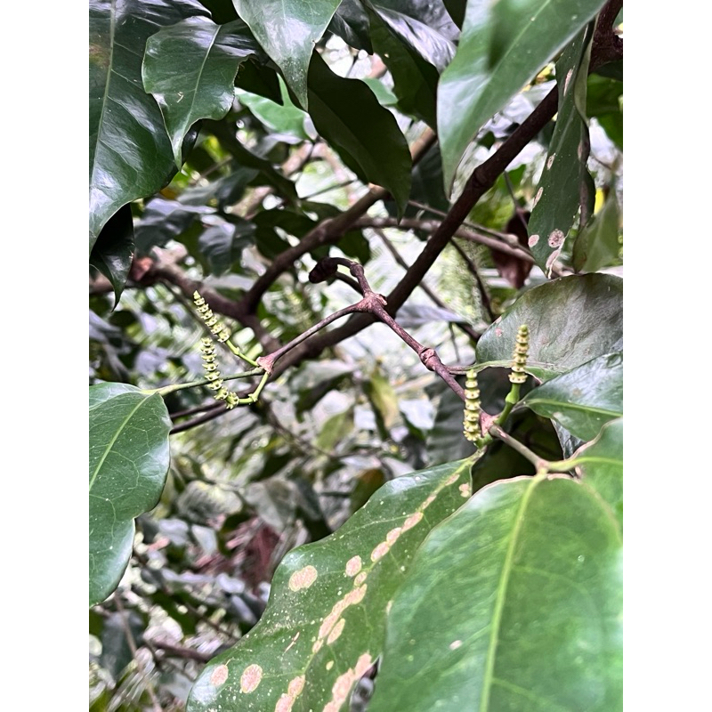 

uceng melinjo perempuan uceng wedok