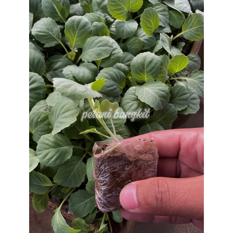 bibit sayur kobis/kol