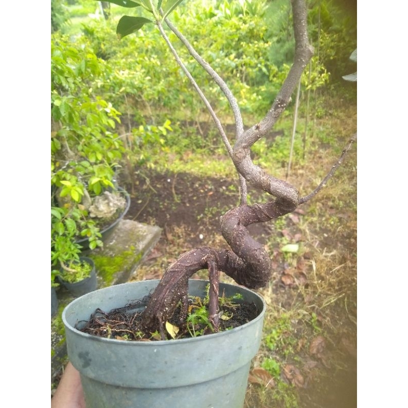 bahan bonsai meliyuk/ bibit bonsai kimeng meliyuk/ bibit bonsai beringin meliyuk