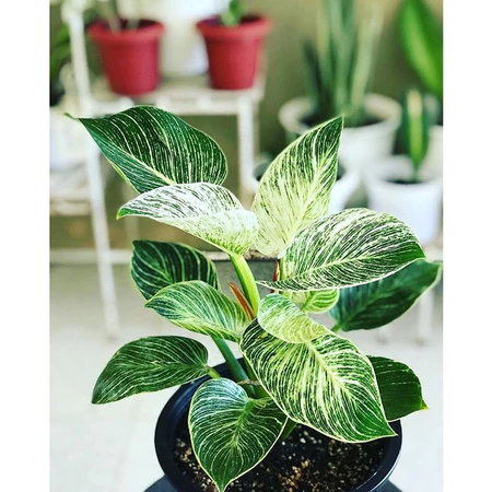 TANAMAN HIAS PHILODENDRON BIRKIN / TANAMAN PHILO BIRKIN