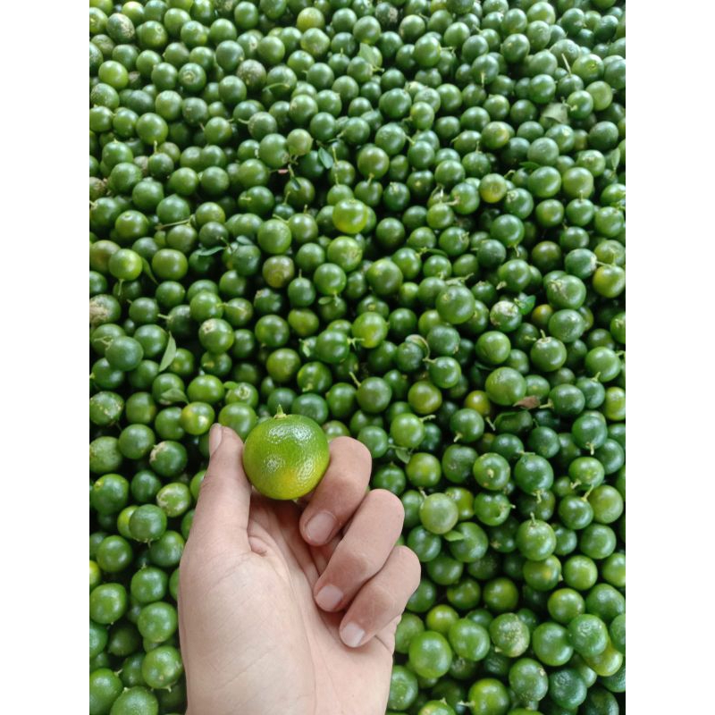 

jeruk peras 1kg jeruk kesturi/jeruk kunci