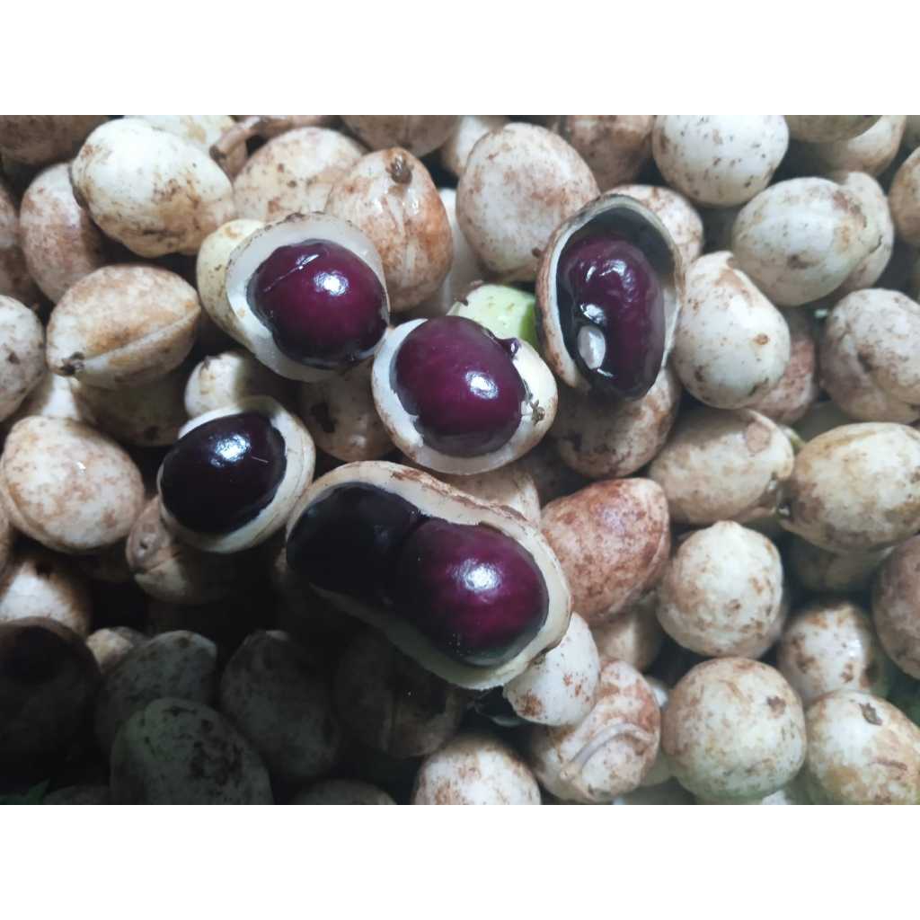 

kacang bogor fresh puncak bogor 500 gr/1000 gr