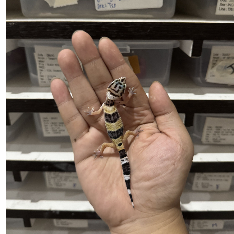 TANGERINE BENDED HET TREMPER BETINA CBA394 Mainan Anak Lucu Jinak Gecko Geko Leopard Gecko