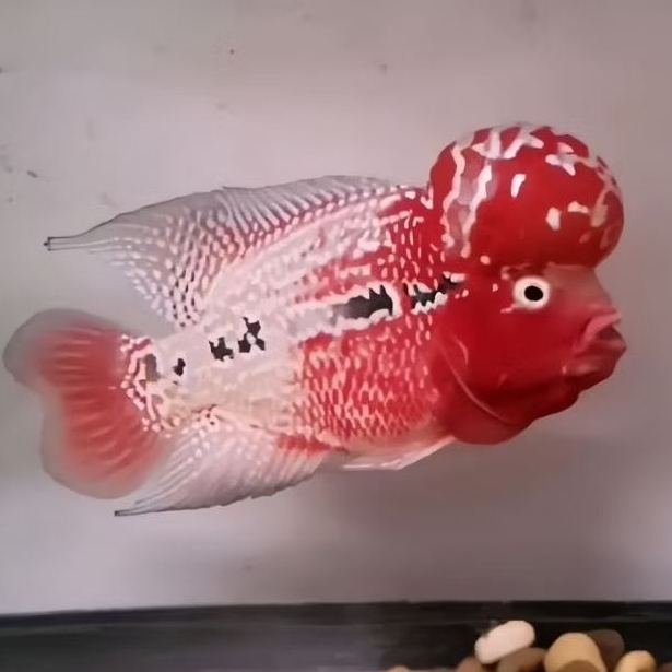 New Stok King Kamfa F2 Semi Klasik Burayak Louhan