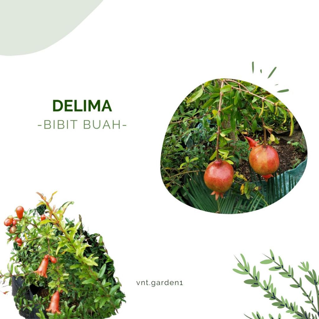 Bibit Tanaman Buah Delima | Buah Delima