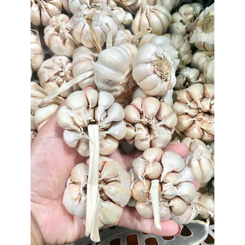 

BAWANG PUTIH honan/sinco 500 gr