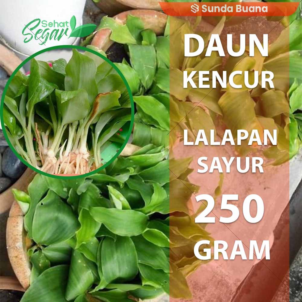 

Sayur Lalapan Daun Kencur/ Cikur Muda enak 250 gram segar