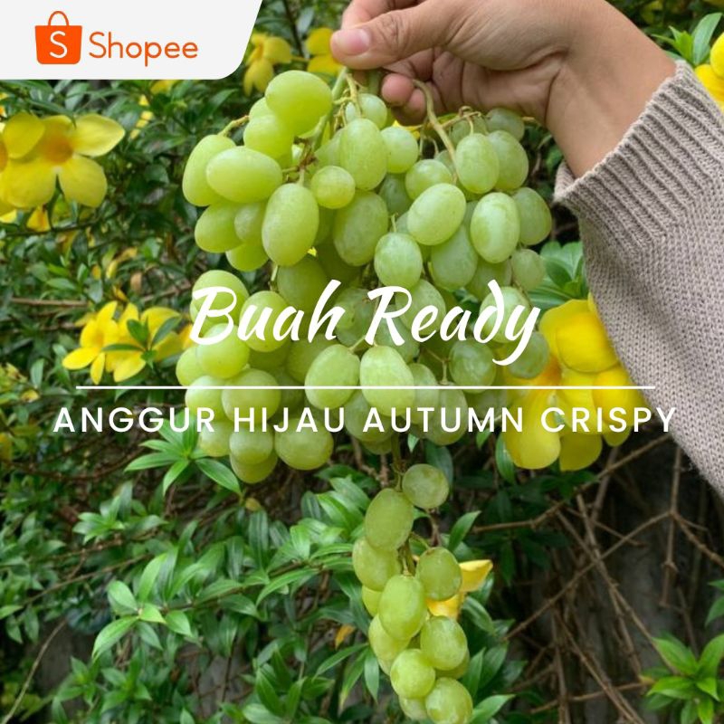 

ANGGUR HIJAU AUTUMN CRISPY /KG