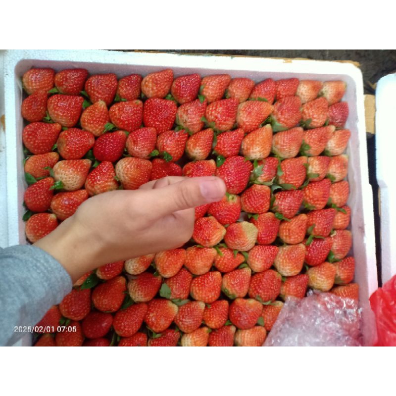 

strawberry perkilo jumbo/ab