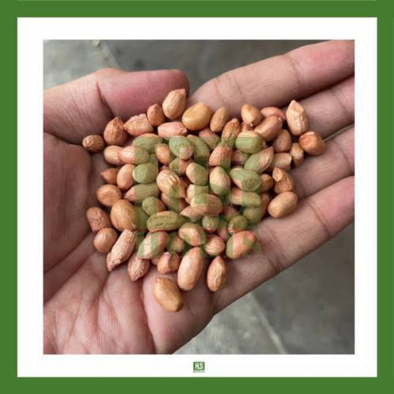 

bGF Kacang tanah mentah 1 kg(OB.ukuran kecil)