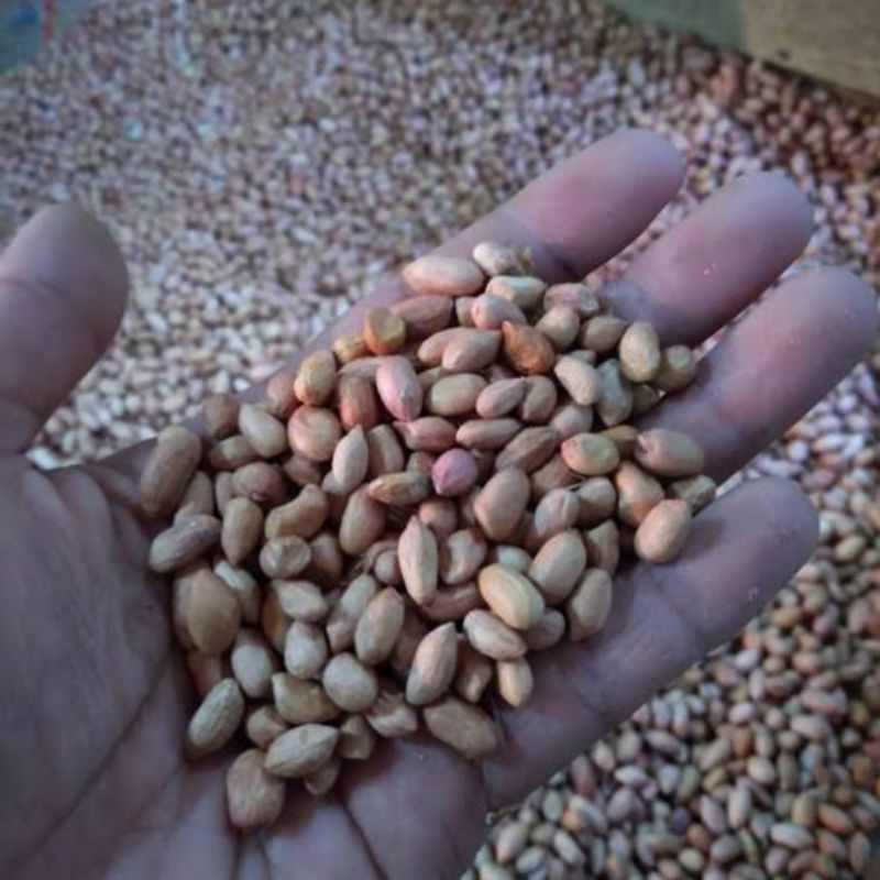 

Kacang tanah mentah 1 kg (OB ukuran kecil)