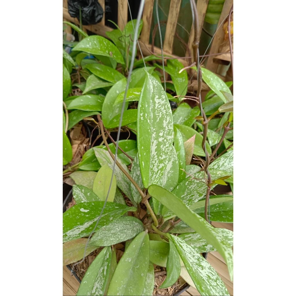 HOYA PUBICALYX SPLASH