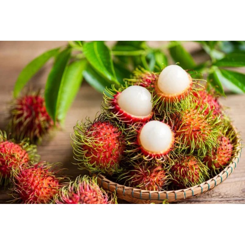 

buah rambutan segar fresh 1 pcs