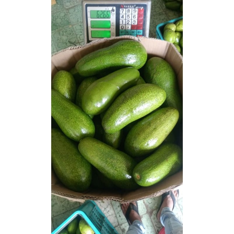 

Alpukat_Mentega_Muria