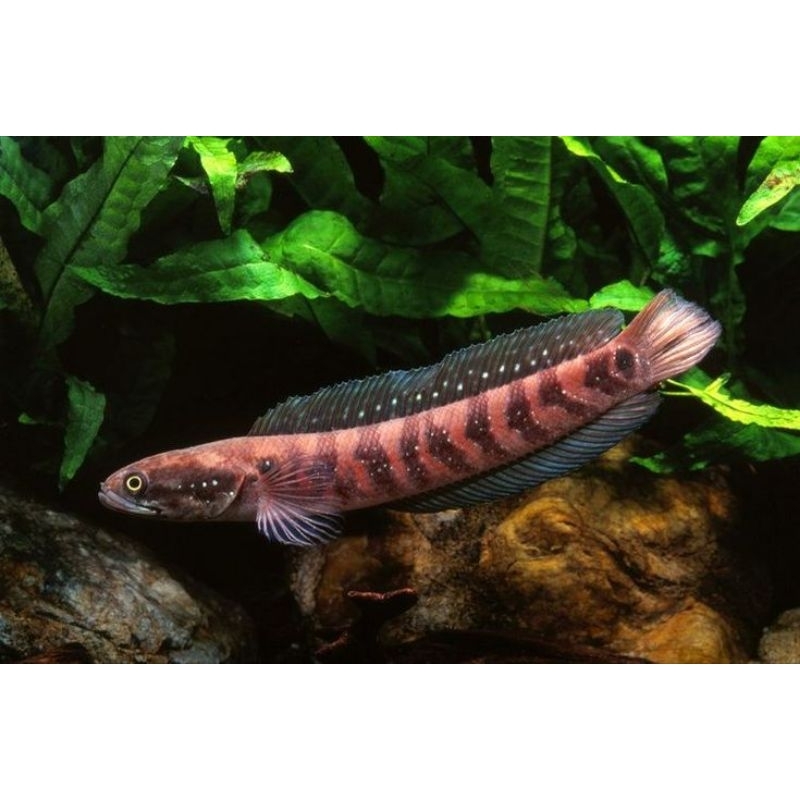 CHANNA ASIATICA RS SORTIRAN TERBAIK 3-6 CM TOP GRADE