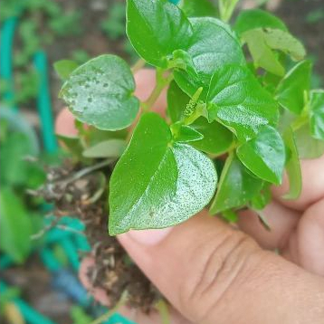 

SIRIH CINA ATAU KETUMPANG AIR 100gram termurah